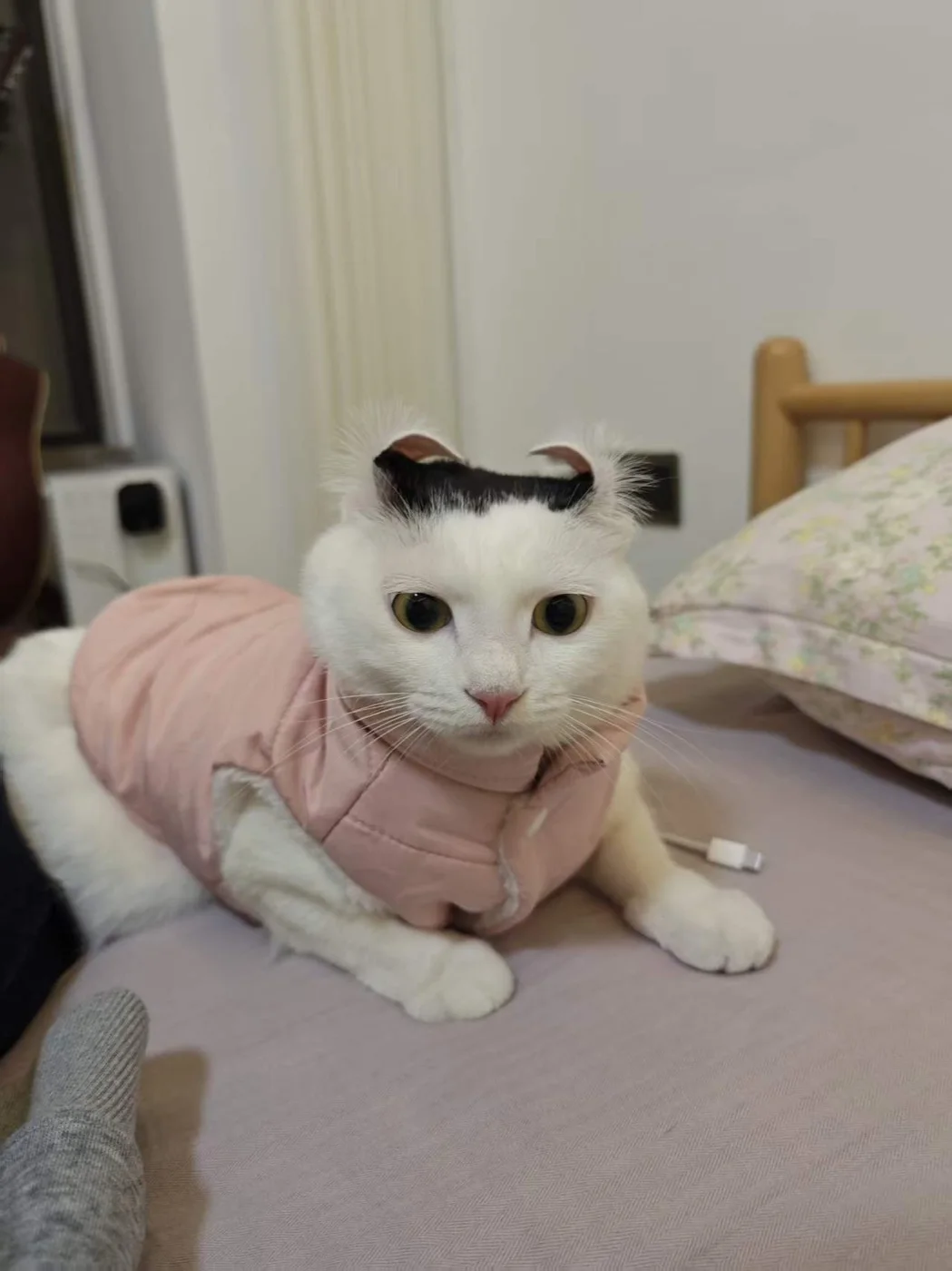 夏吉